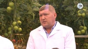 Новый тепличный комплекс в Нариманово работает по технологии электродосвечивания