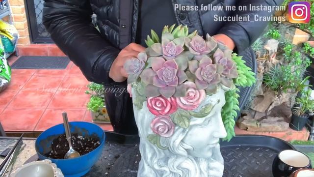 Succulent Arrangement in Head Planter смотреть онлайн