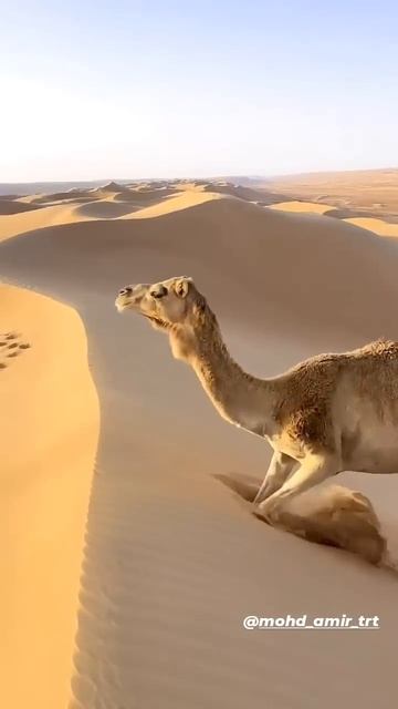 new naat #islamicstatus #shorts смотреть онлайн