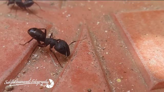 Camponotus The Black Ant