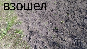 Взошел