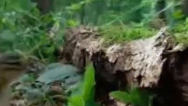 Природа смотреть онлайн