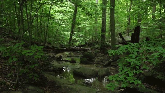 Звуки леса смотреть онлайн