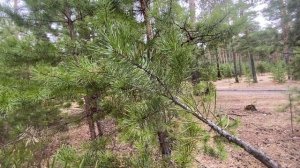 Звуки природы