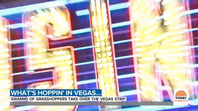Swarms Of Grasshoppers Invading Las Vegas Strip | TODAY смотреть онлайн
