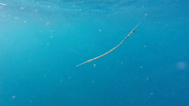 juvenile Bluespotted Cornetfish Fistularia commersonii Bondi
