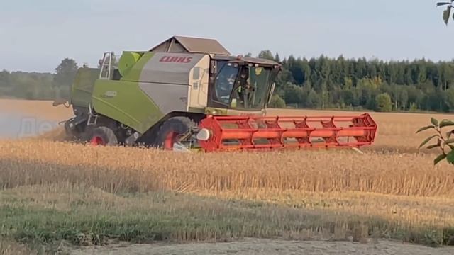 Комбайны убирают урожай Пшеницы (зерно) Городец. 29.08.2021 смотреть онлайн