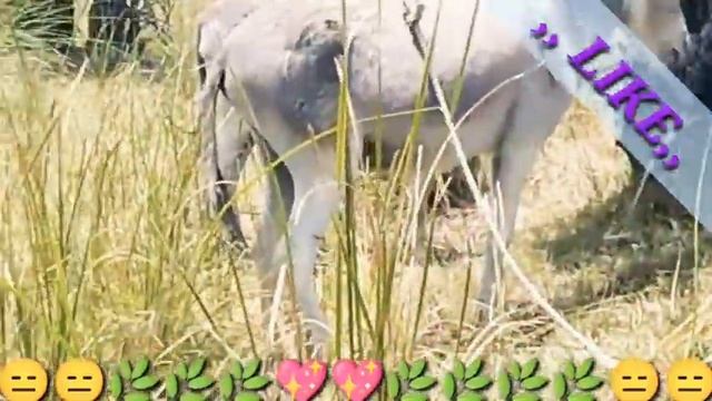 Today my village wather is cool but my new village animals eating grass herein grass field смотреть онлайн