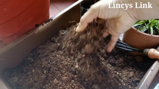 Repotting Houseplants l 6 Tips and tricks to propagate plants easily l Lincys Link l potting mix смотреть онлайн