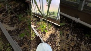 Обзор сортов томатов. Сорт Лучший из лучших.