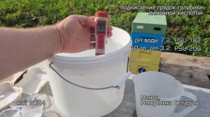 Подкисление почвы под голубикой лимонной кислотой. Стоит или нет? Ответ подписчику.