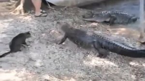 Кот Против Крокодила  Крууть! Cat vs Сrocodile!