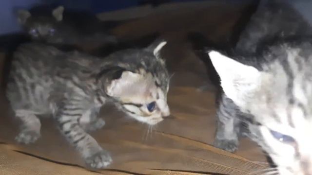 Funny Kittens Meowing | Смешные котята мяукать | смотреть онлайн