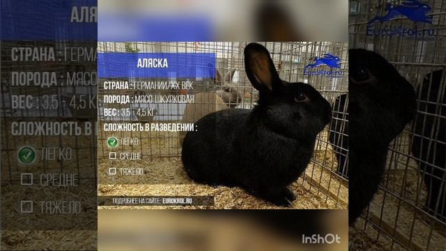 Породы кролика 1- часть смотреть онлайн