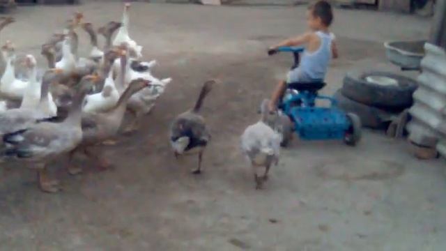 ЗЛЫЕ ГУСИ смотреть онлайн