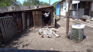 Андижанские голуби на водных процедурах// купание голубей