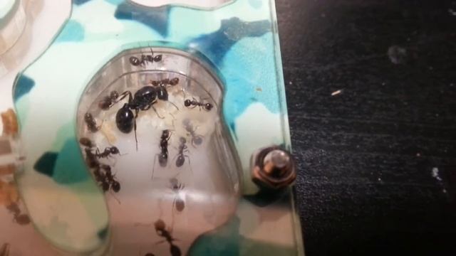 Исключительно все новости про мою вторую колонию. Ant house. 😊 смотреть онлайн