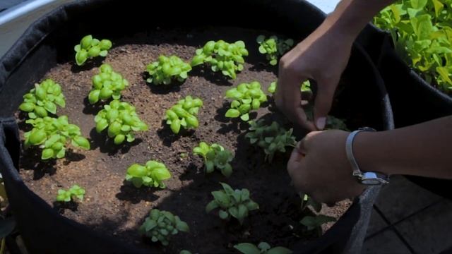 How to grow Basil from seeds at home  Easy steps  Leafy vegetables  TrustBasket