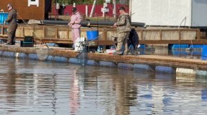 Поимки форели !!!