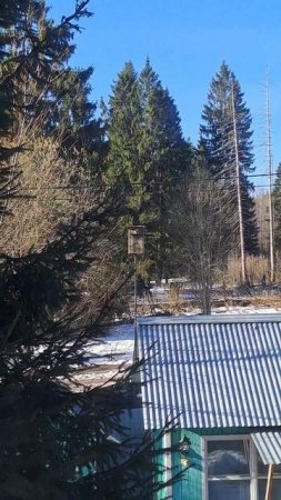 В домике для птиц живёт белка. На улице + . Апрель.