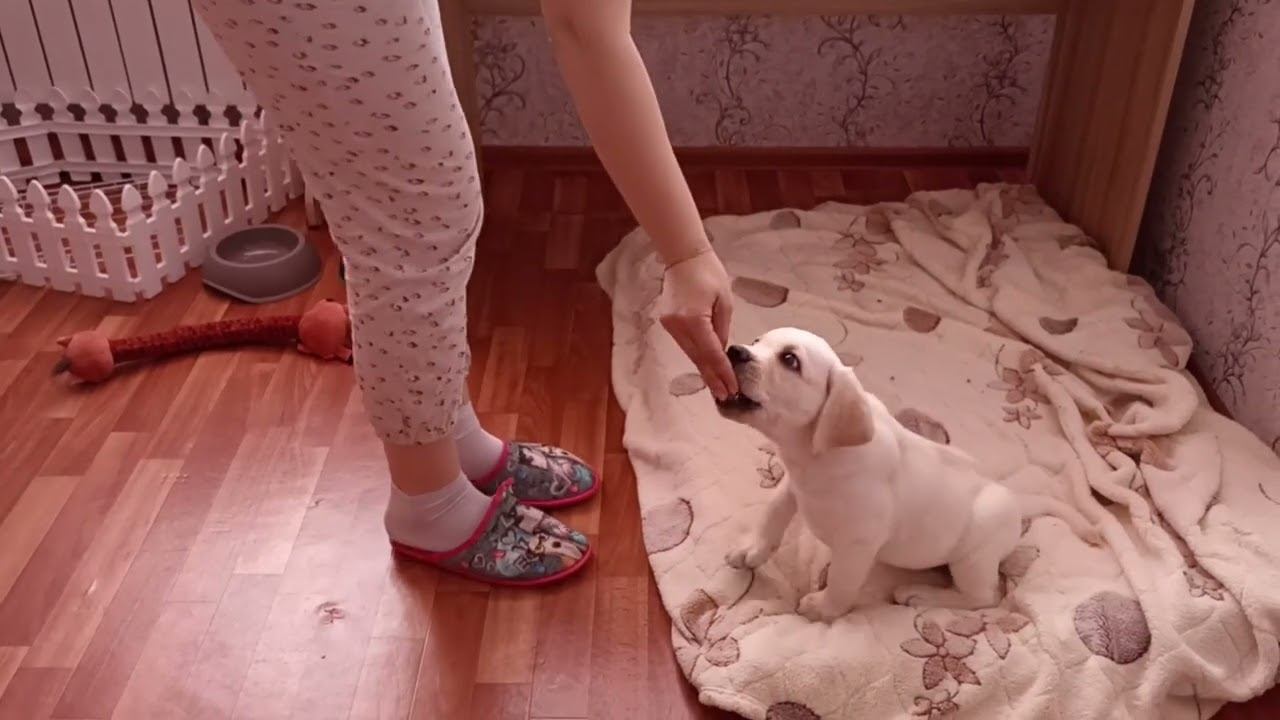 238. Обучение щенка лабрадора.