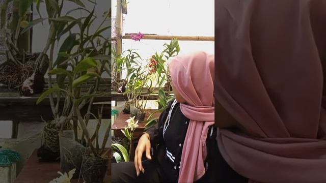 Hobiku kie Dewi Chuby sedang live sekarang! смотреть онлайн