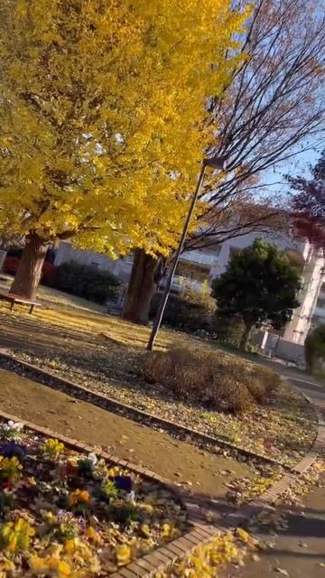 イチョウの木✨ смотреть онлайн