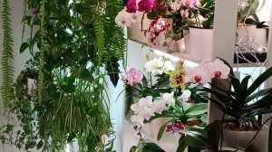 РЕЛАКС под ВОЛШЕБНОЕ ЦВЕТЕНИЕ ОРХИДЕЙ🌷🌿🎶 #орхидеи #цветениеорхидей