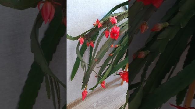 Шикарное цветение Эпифиллума. смотреть онлайн