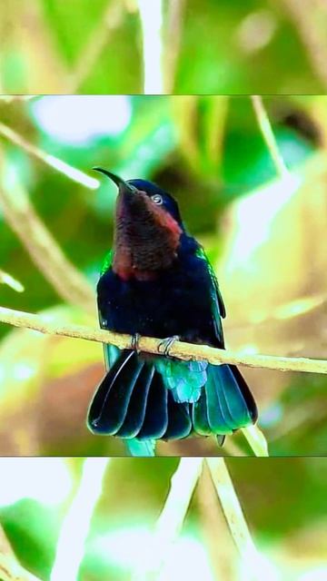 Пурпурный колибри. Голоса птиц