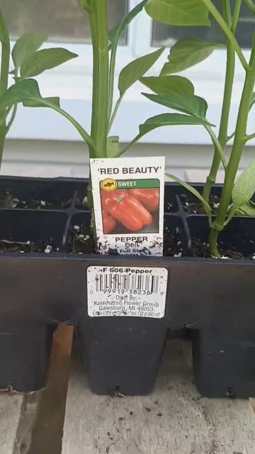 #plants from #menards #garden #homesteading #growingfood #bellpeppers #zucchini  #peppers #jalapeno