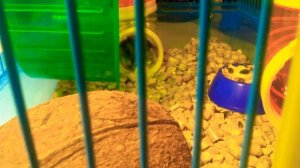 Ура хомяк 🐹.Его зовут (Паша).