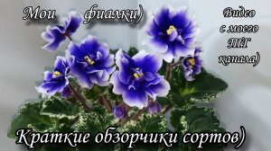 Цветение моих фиалок! Краткие обзорчики сортов) Видео с моего ТГ канала)