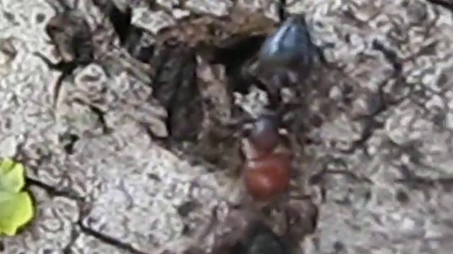 Crematogaster scutellaris (Olivier 1792) смотреть онлайн