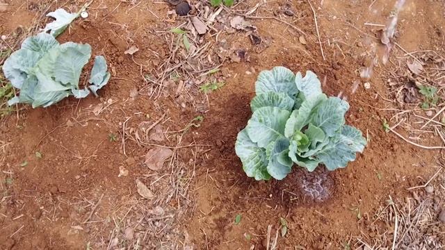 Planting Jamaican Wild Cabbage