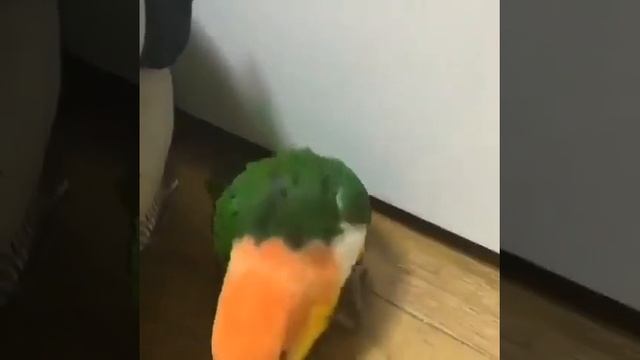 Попугай топает смотреть онлайн