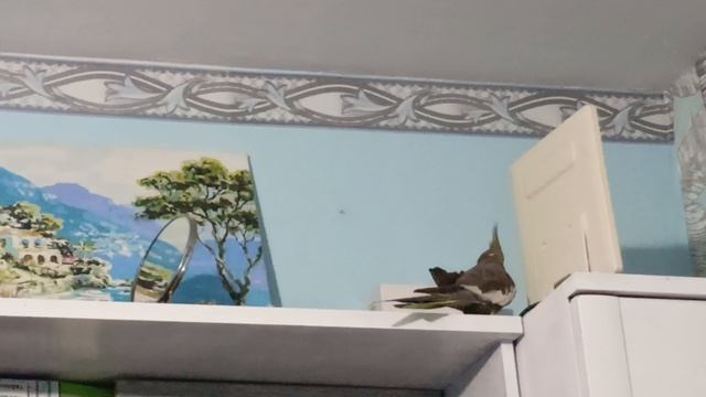 кукуха бьется