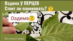 Опасна ли водянка перцев? и стоит ли паниковать?