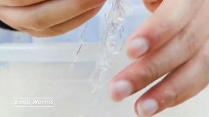 Magic Water Elf Ocean Toy|DIY jello|Alpha science toys