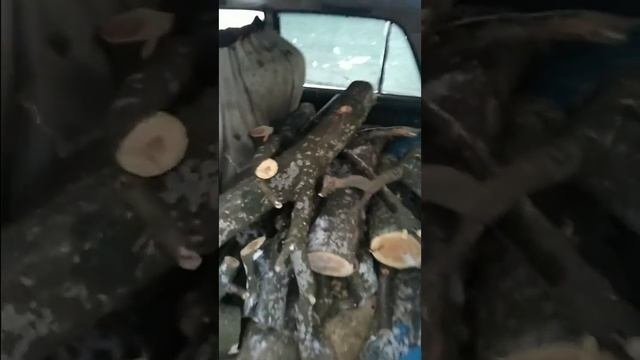 Крым с Докучаево как  уничтожают лесополосы