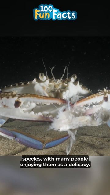5 Fun Facts about blue crabs 🤪😎😃 смотреть онлайн
