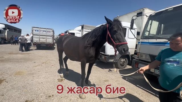 Тай, бие, дөнен 24.05.2023 Қарабұлақ