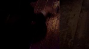 Смерть верблюда