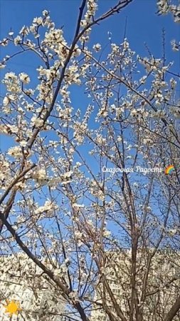 Весна цветёт абрикос.