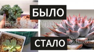 Обзор растений. БЫЛО/СТАЛО. Как выросли и изменились мои суккуленты.