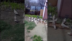 голуби Ломова