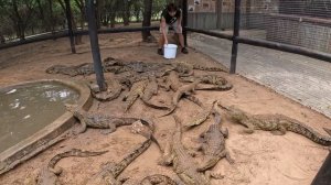 Can I Escape a Feeding Frenzy? Feeding Baby Nile Crocodiles!