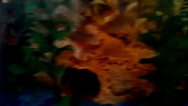 Пираньи3D смотреть онлайн