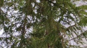 в деревне пасмурно, перед дождем, прогулка по деревне, деревенская жизнь