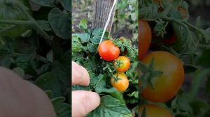 У меня вырос томат Красный микрон, какой он?